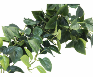 Pothos trs velký, 100 cm