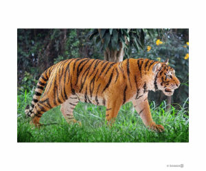 Schleich 14729 Tygr