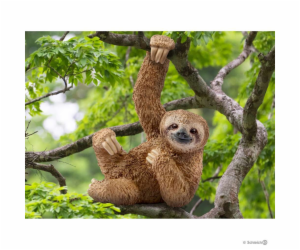 Schleich Wild Life         14793 Sloth