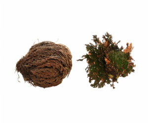 Lucky Reptile "Rose of Jericho" 50 g