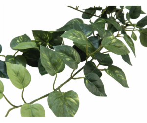 Pothos trs střední, 70 cm