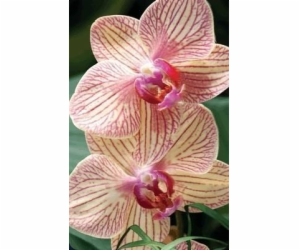 Stojí za uchování Mini 3D karta Orchid