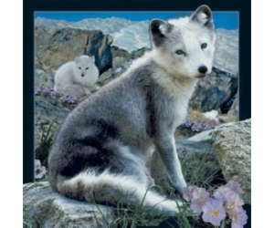 3D magnet Arctic Fox, který se vyplatí (182512)