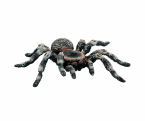 Tarantule bílá