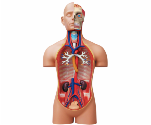 4D Master - Anatomie člověka - Deluxe Torzo Model 38 cm