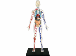 4D Master - Anatomie člověka - Transparentní tělo 33 cm